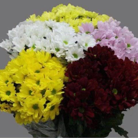 Chrysanthemum Bush mix (160pcs) - EXW Netherlands